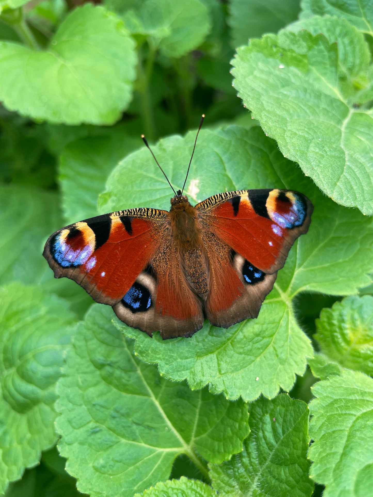 Peacock Butterfly PUPAE (Aglais io)