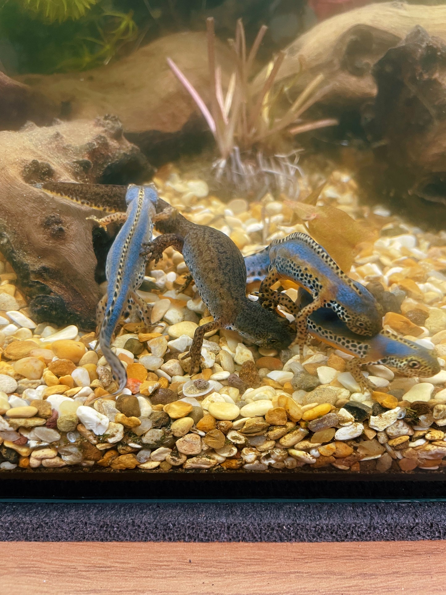 Italian Alpine Newt EGGS (Ichthyosaura alpestris apuanus)
