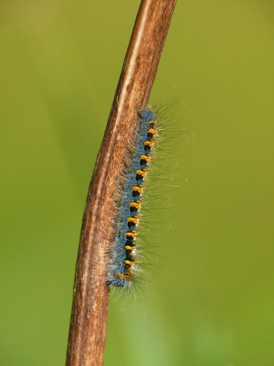 Oak Eggar Moth CATERPILLARS (Lasiocampa quercus)
