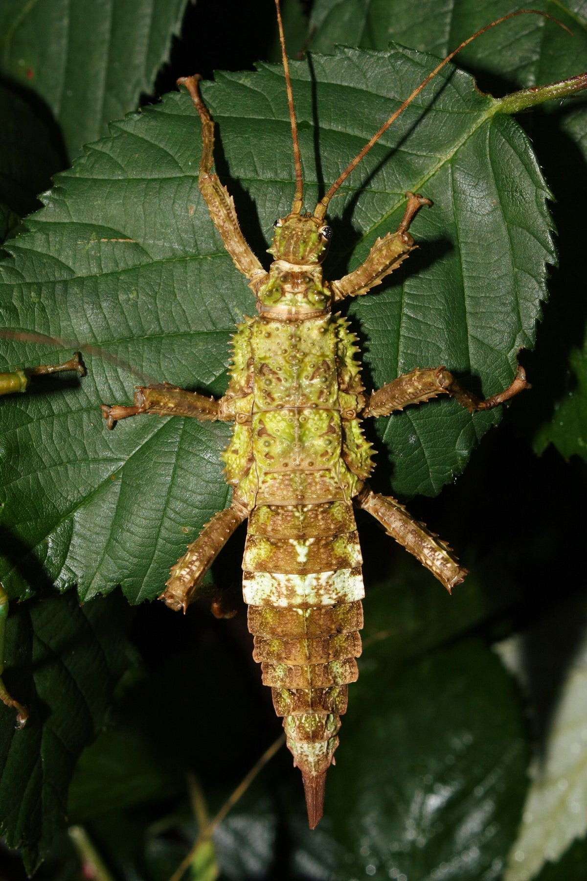 Metallic Green Stick Insect EGGS (Mearnsiana bullosa)