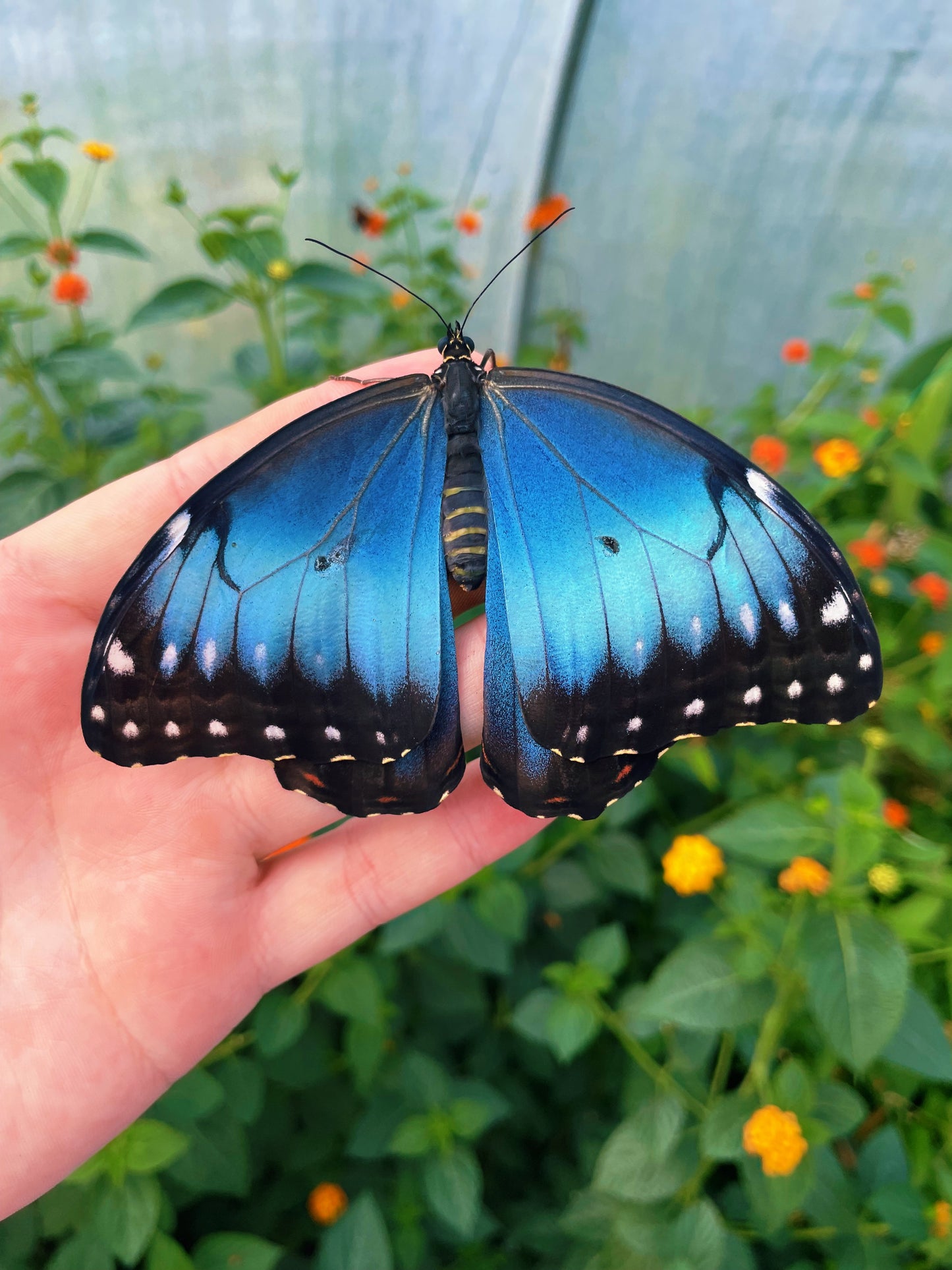 Blue Morpho Butterfly PUPAE (Morpho helenor)