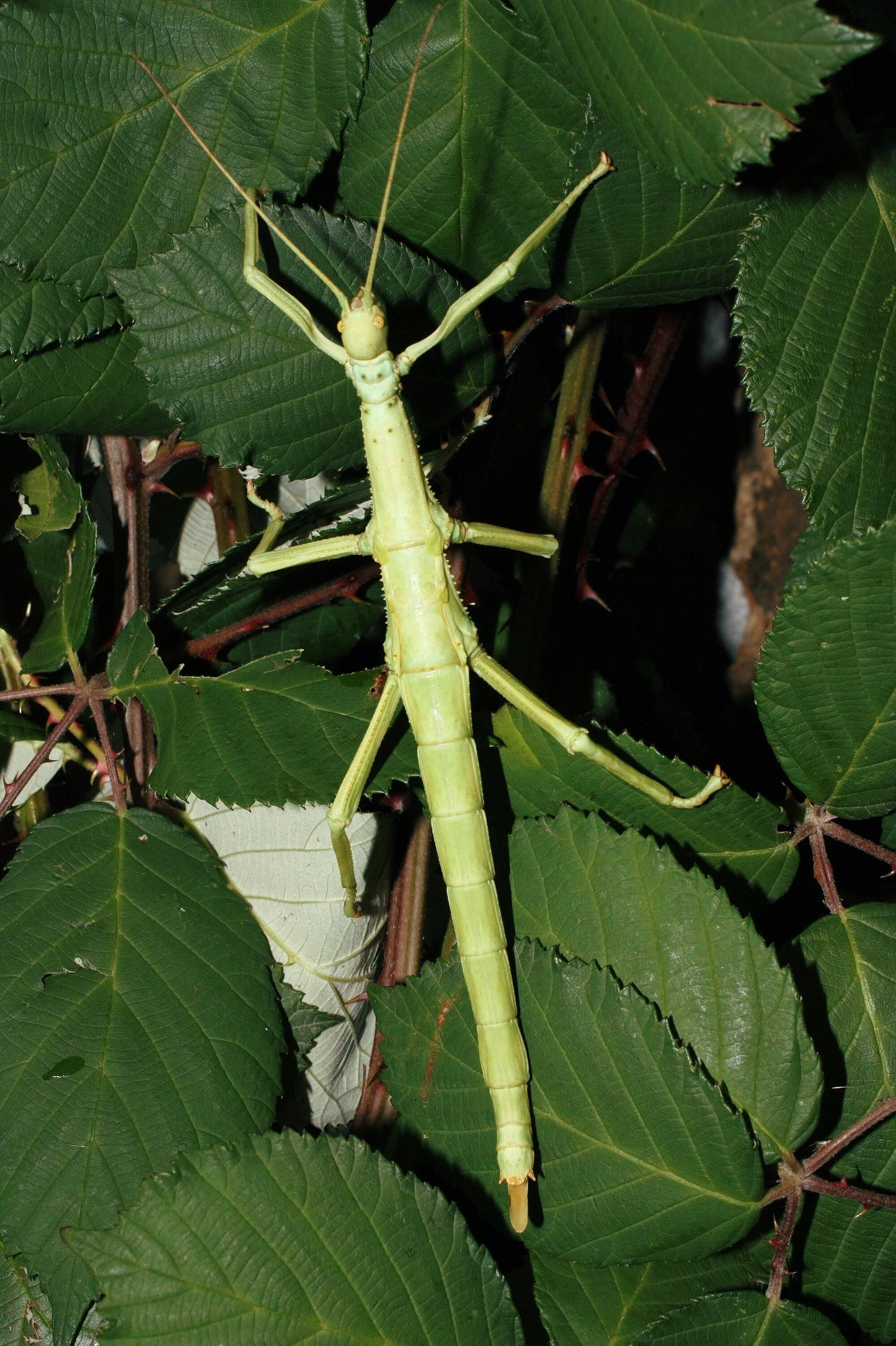 Giant Lime-Green Stick Insect EGGS (Diapherodes gigantea)