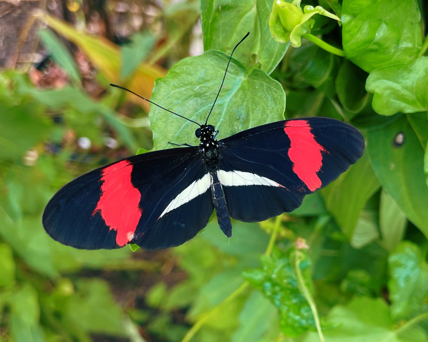 Postman Butterfly EGGS (Heliconius melpomene)