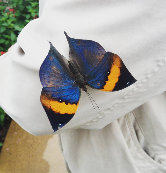 Indian Leaf Butterfly PUPAE (Kallima inachus)