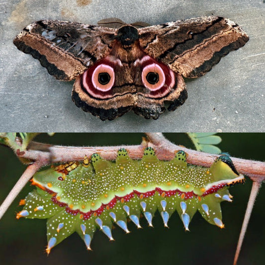 Speckled Emperor EGGS (Gynanisa maja)