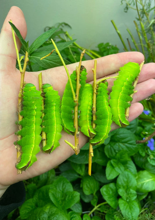 Japanese Oak Silk-Moth EGGS (Antheraea yamamai)