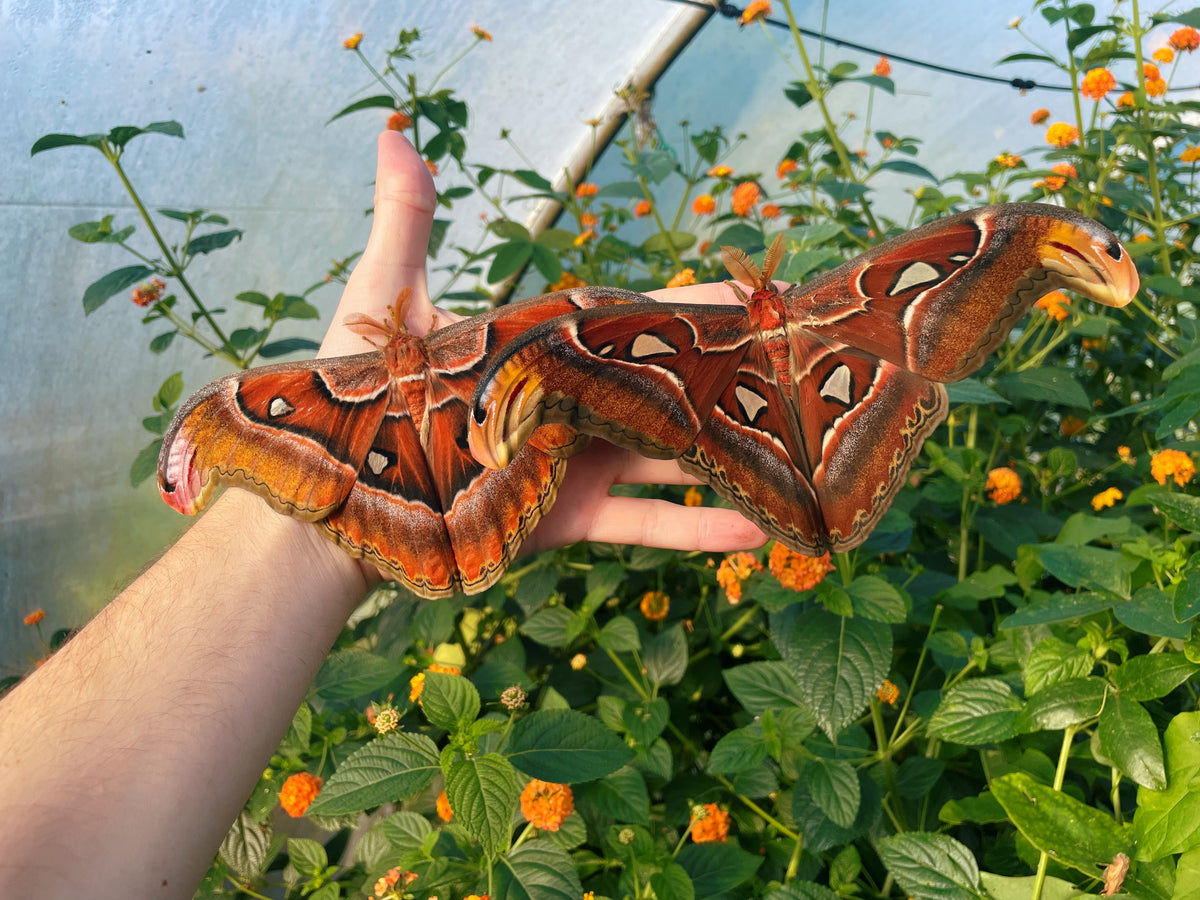 Giant Atlas Moth COCOONS (Attacus atlas)