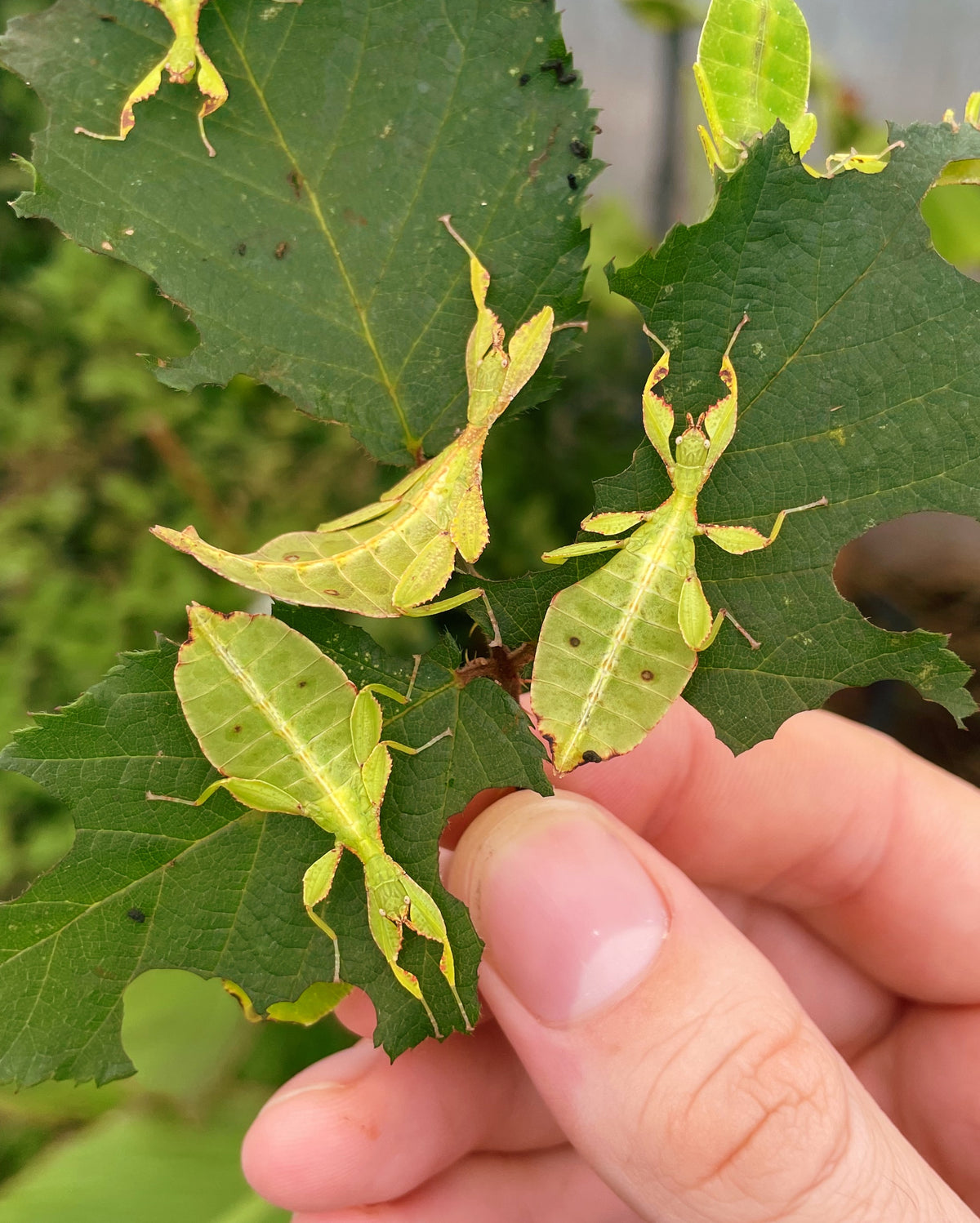 Autumn Leaf Insect NYMPHS (Phyllium tobeloense)