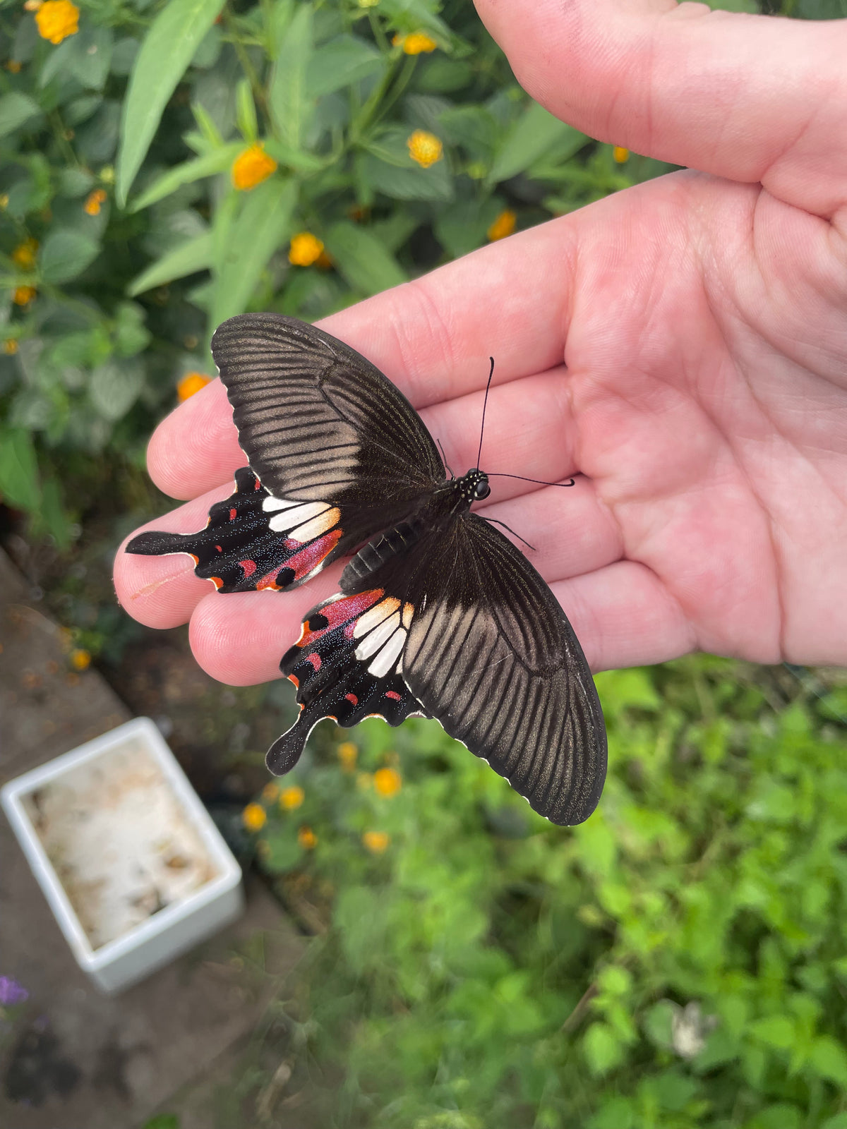 Common Mormon Swallowtail PUPAE (Papilio polytes)