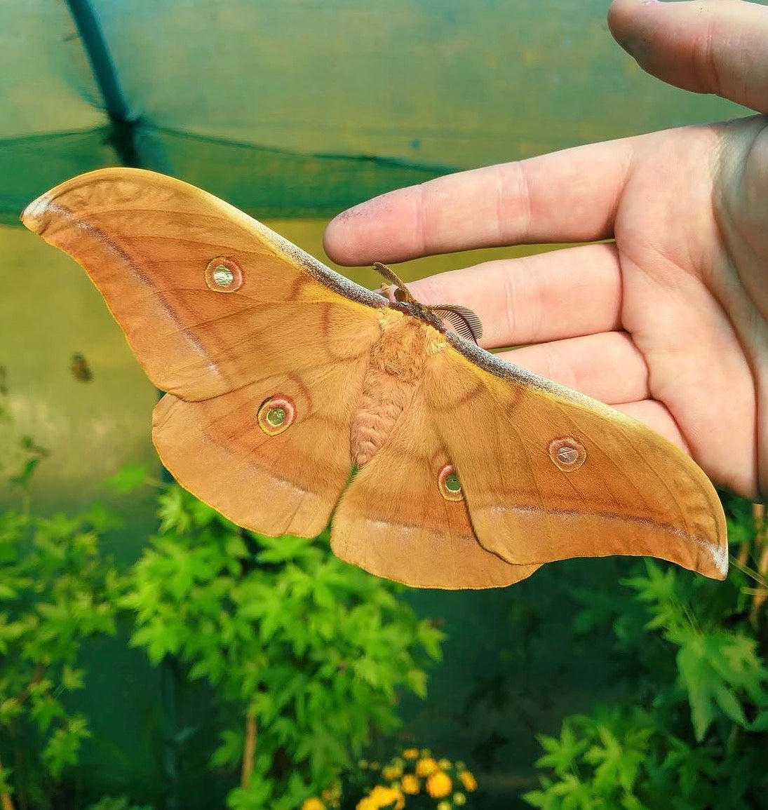 Chinese Oak Silk-Moth EGGS (Antheraea pernyi)