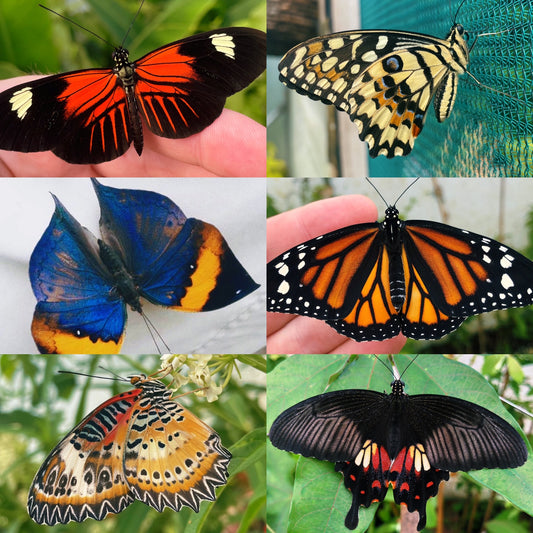 Assorted Tropical Butterfly PUPAE
