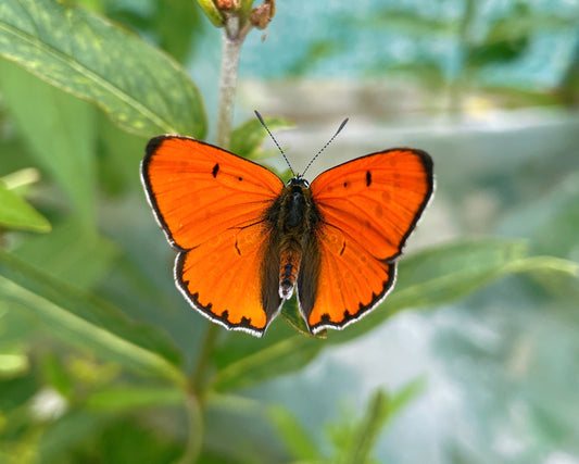 Large Copper Butterfly PUPAE (Lycaena dispar)