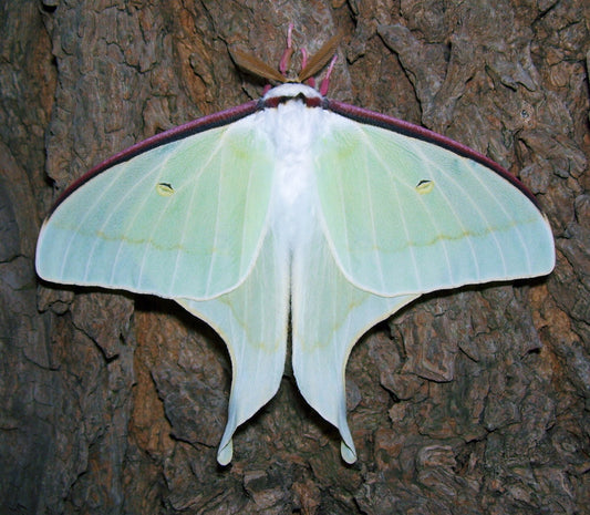 Japanese Moon Moth (Actias aliena) EGGS