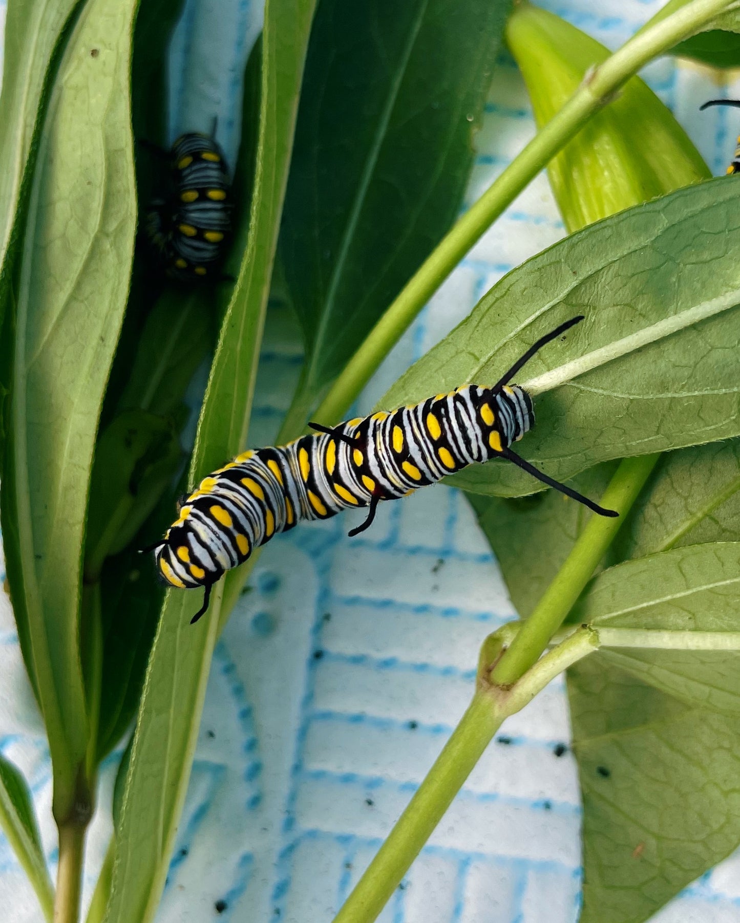 African Monarch CATERPILLARS (Danaus chrysippus)