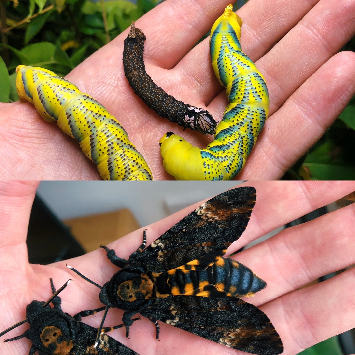 Death's Head Hawk-Moth PUPAE (Acherontia atropos)