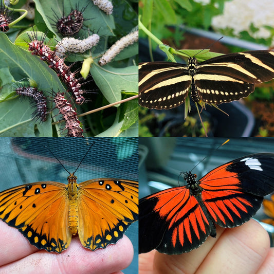 Mixed Longwing Butterfly CATERPILLARS (Heliconius species)