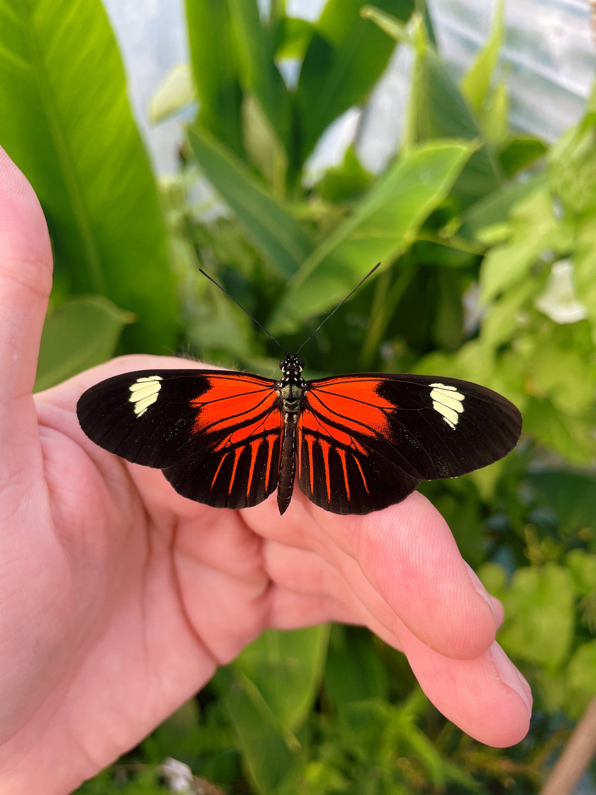 Postman Butterfly PUPAE (Heliconius melpomene)