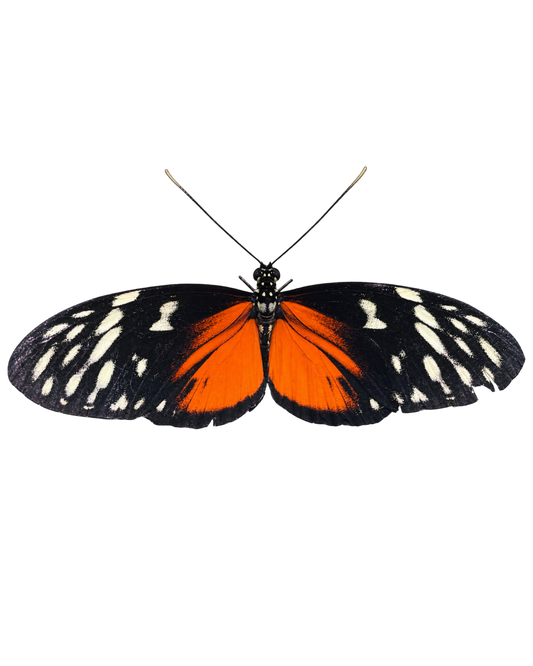 Tiger Longwing PUPAE (Heliconius hecale)