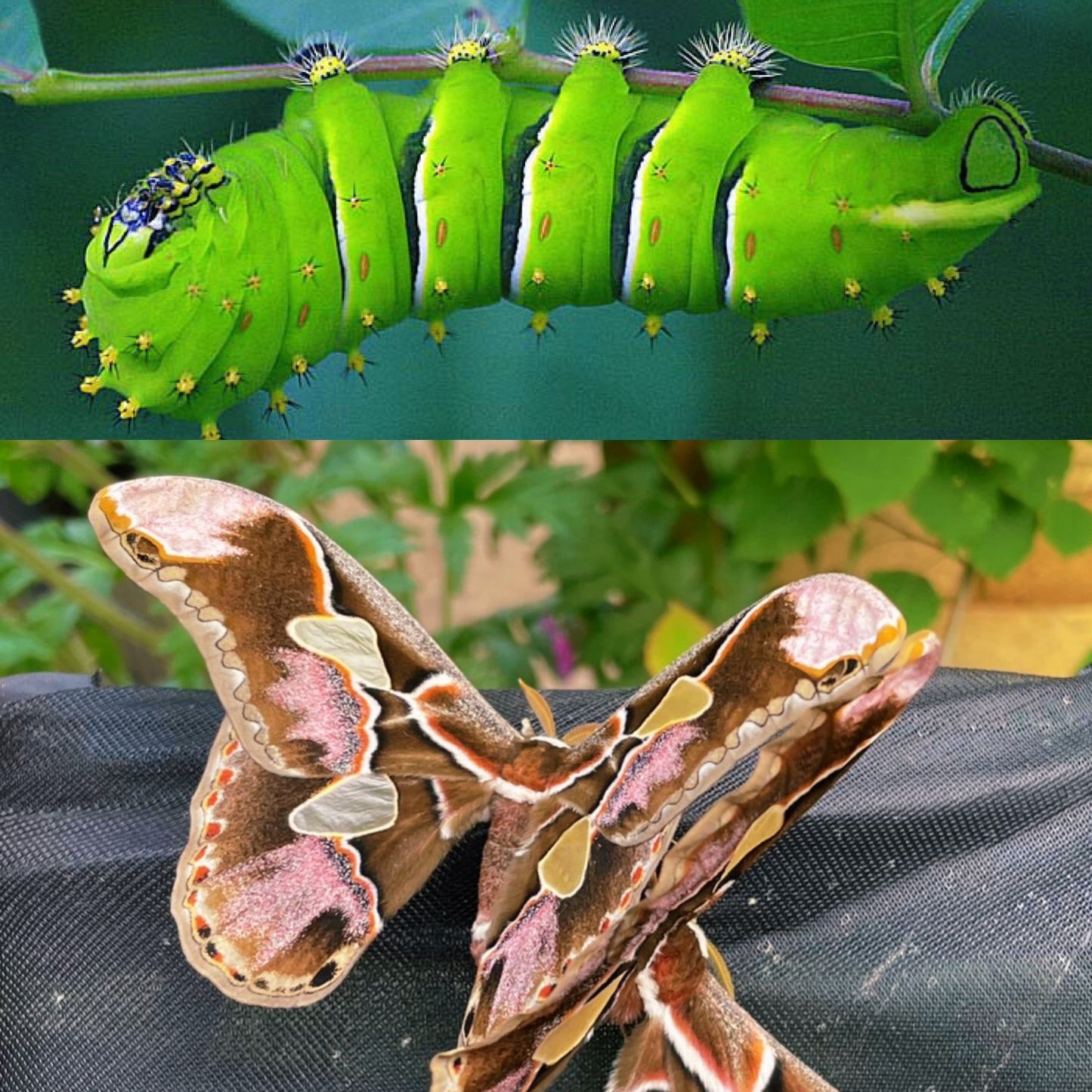 Lebeau's Silk-Moth COCOONS (Rothschildia lebeau)