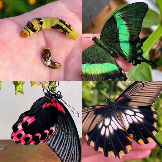 Mixed Citrus Swallowtail CATERPILLARS (Papilio species)