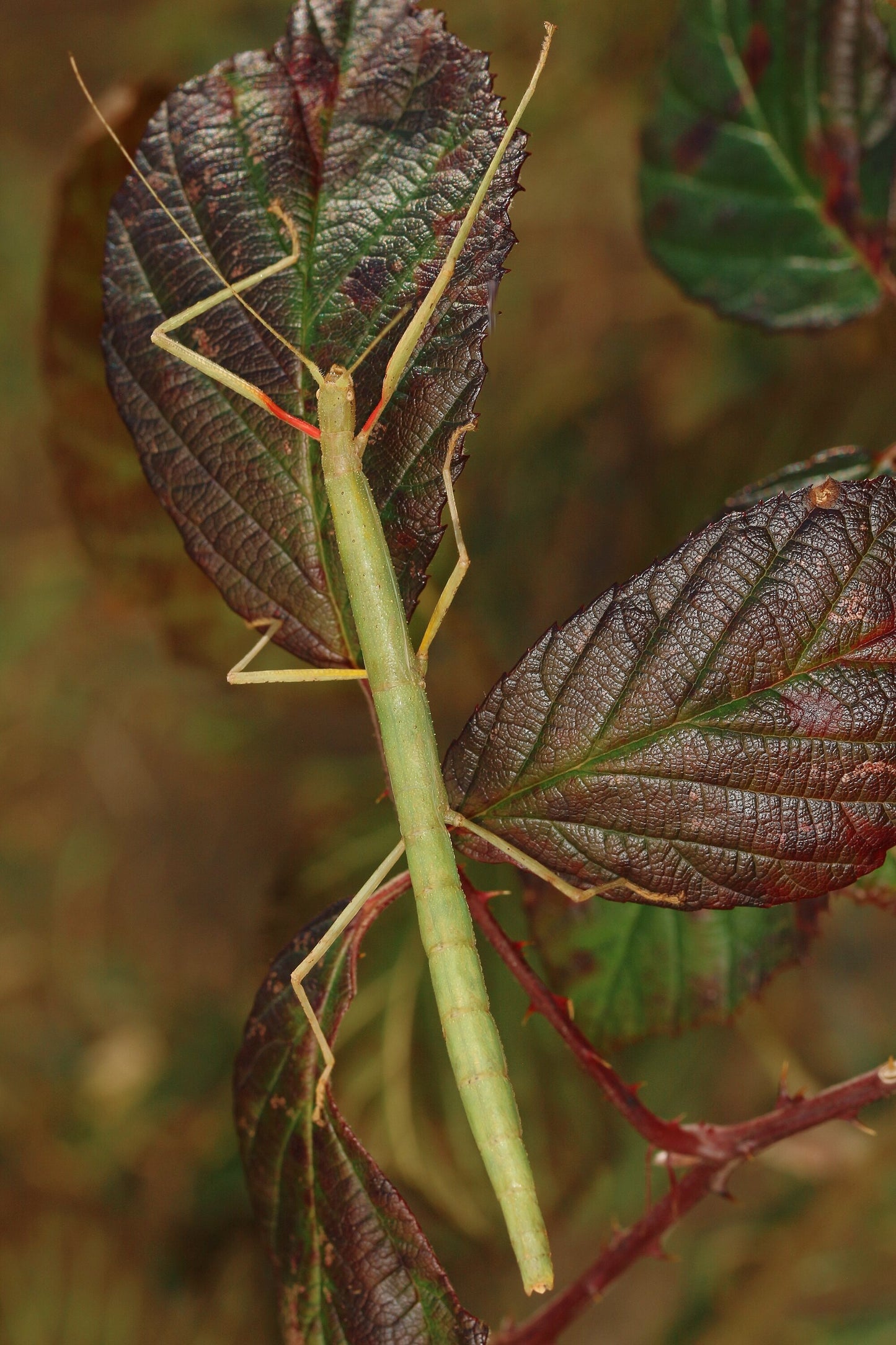 Indian Stick Insect NYMPHS (Carausius morosus)