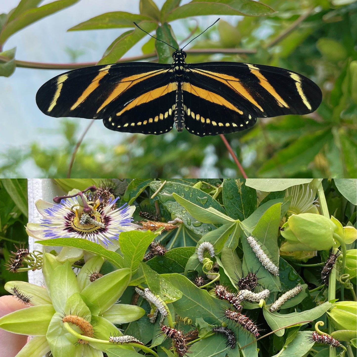 Assorted Longwing EGGS/LARVAE (Heliconiidae)