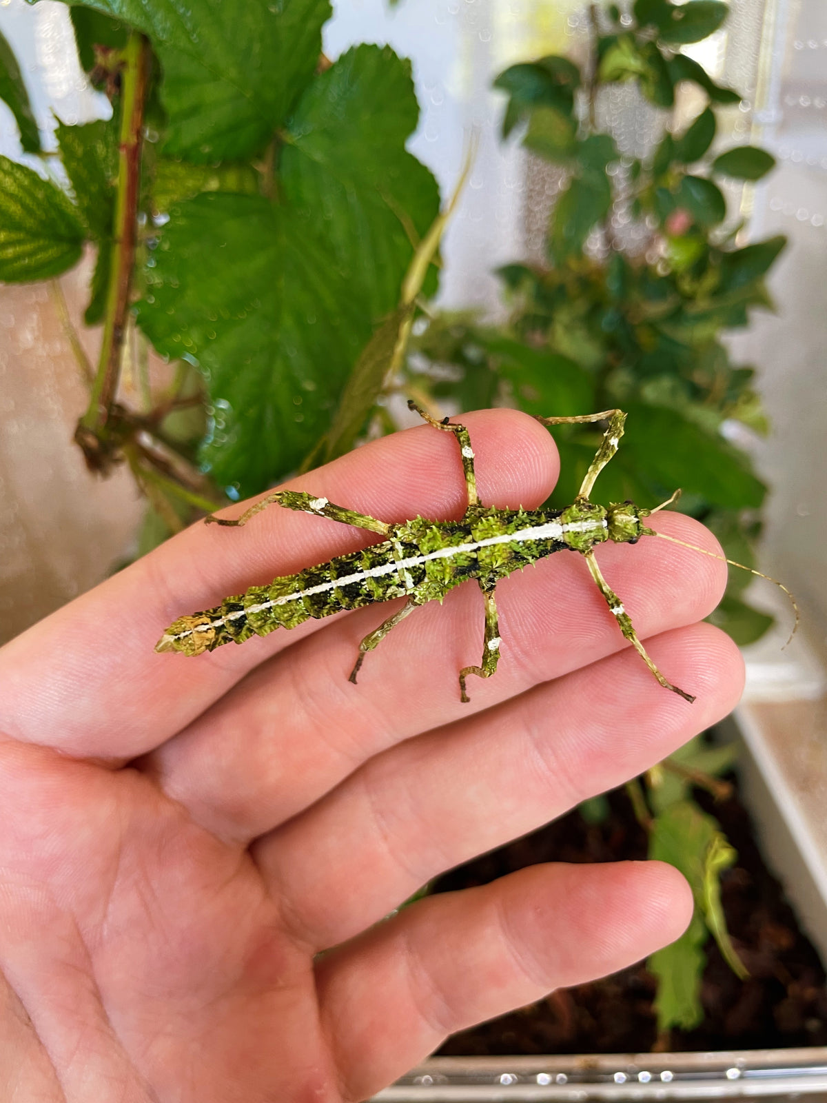 RARE Green Sunny Stick Insect NYMPHS (Sungaya inexpectata)