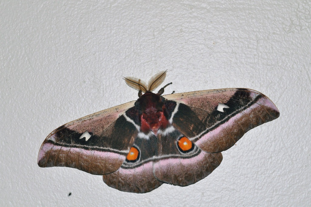 Cabbage Tree Emperor Moth PUPAE (Bunaea alcinoe)