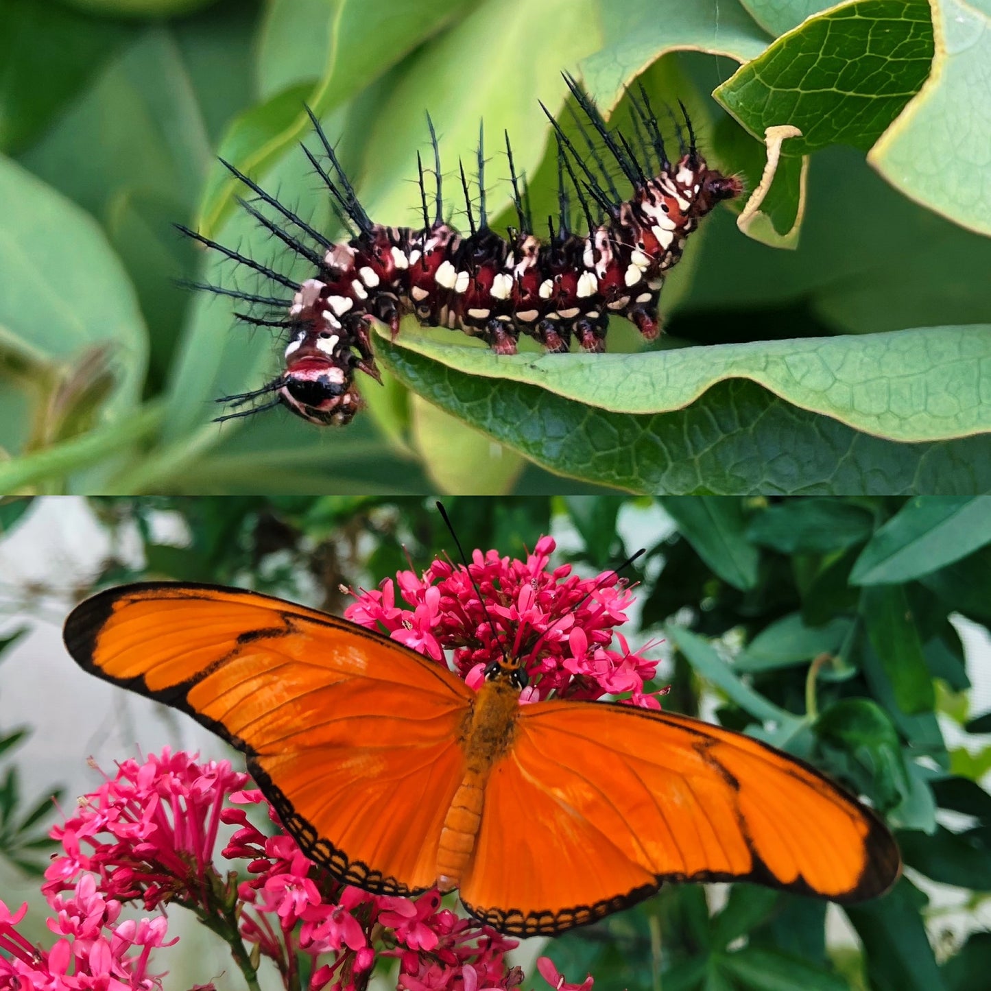 Red Flame Butterfly EGGS/LARVAE (Dryas julia)