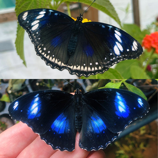 Blue Moon Butterfly EGGS (Hypolimas bolina)