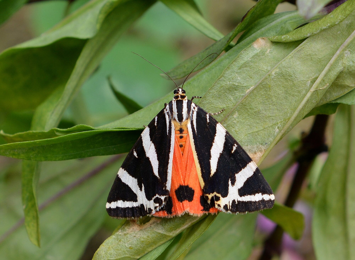 Jersey Tiger Moth CATERPILLARS (Euplagia quadripunctaria)
