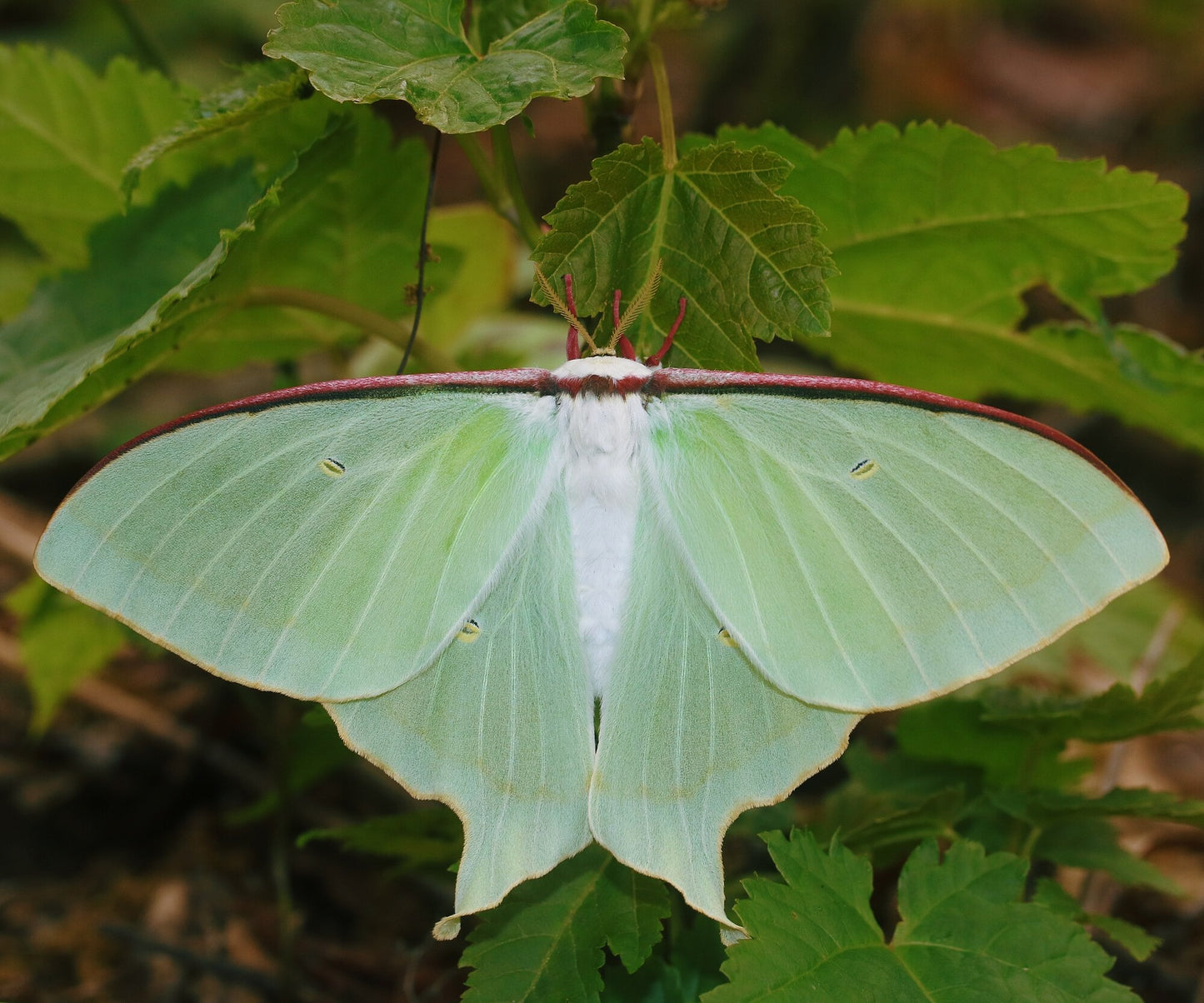 Japanese Moon Moth EGGS (Actias aliena)