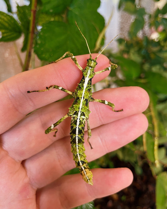 RARE Green Sunny Stick Insect NYMPHS (Sungaya inexpectata)