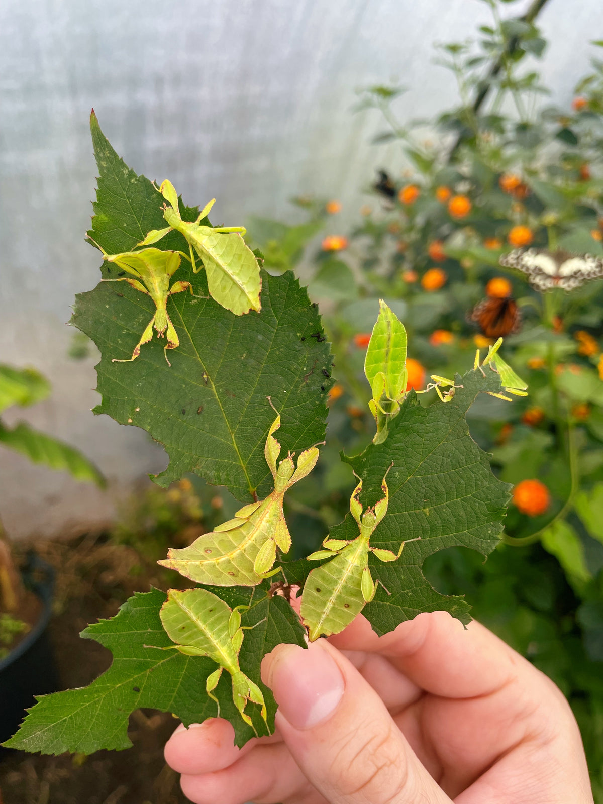 Autumn Leaf Insect NYMPHS (Phyllium tobeloense)