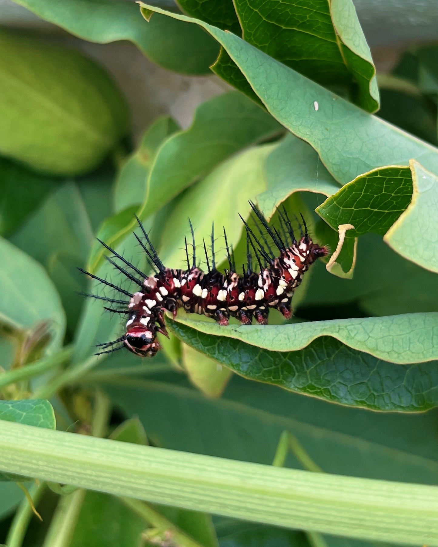 Red Flame Butterfly EGGS/LARVAE (Dryas julia)