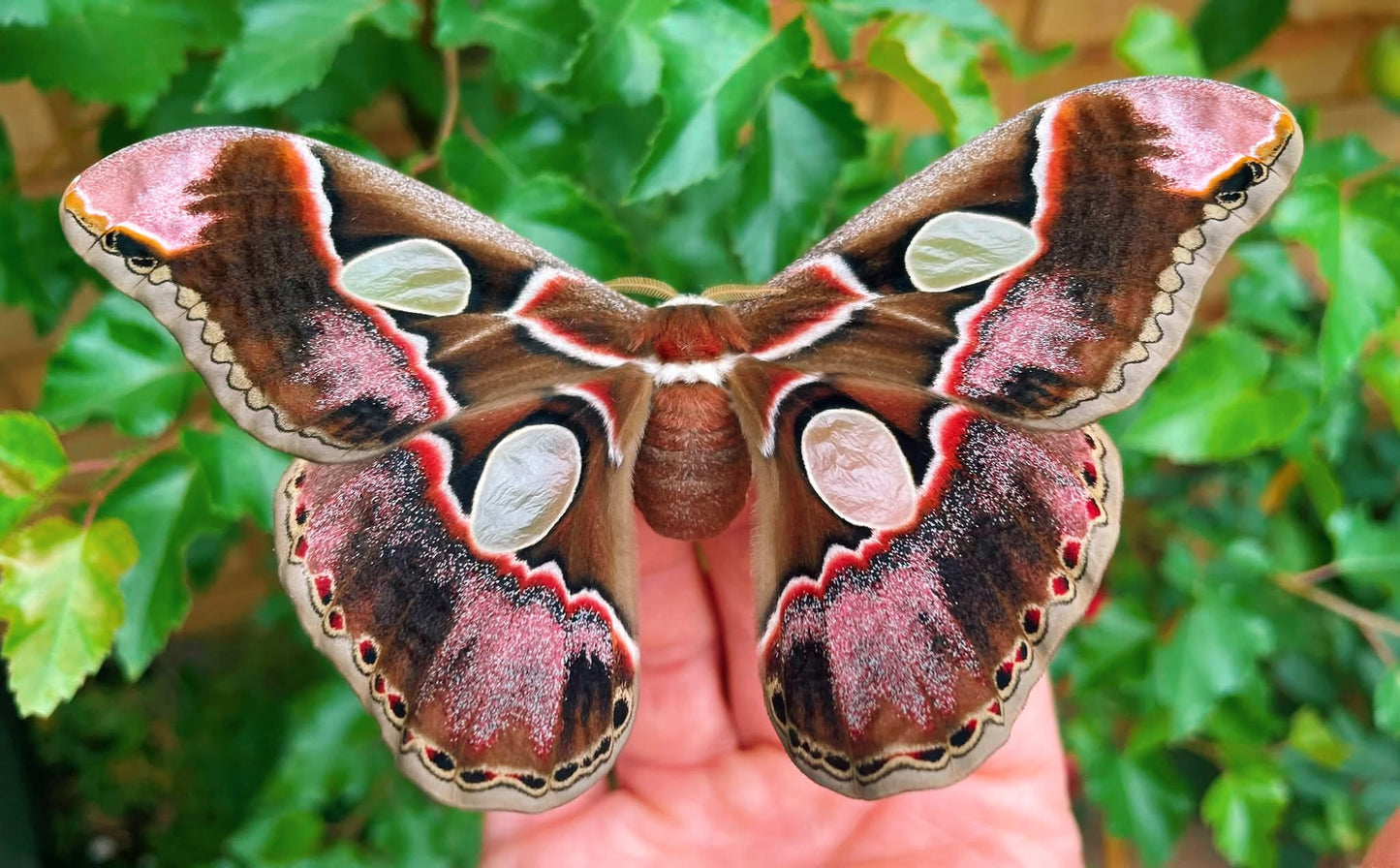 Lebeau's Silk-Moth EGGS (Rothschildia lebeau)