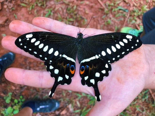 Central Emperor Swallowtail PUPAE (Papilio lormieri)