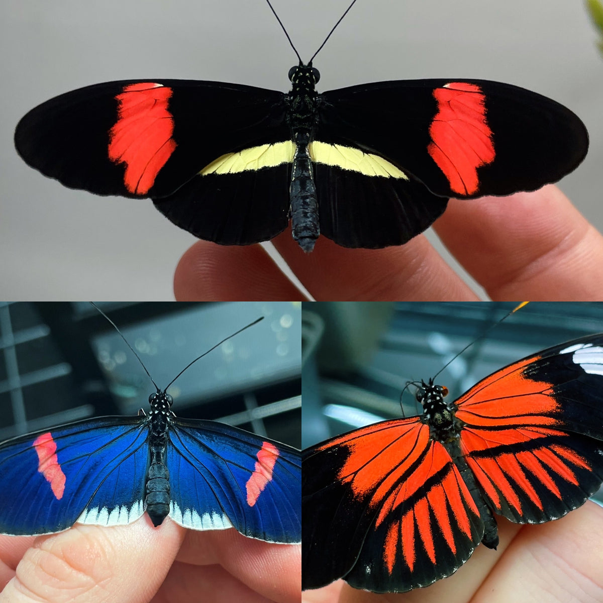 Small Postman PUPAE (Heliconius erato)