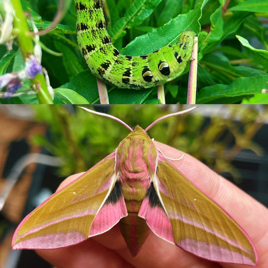 Elephant Hawk-Moth PUPAE (Deilephila elpenor)