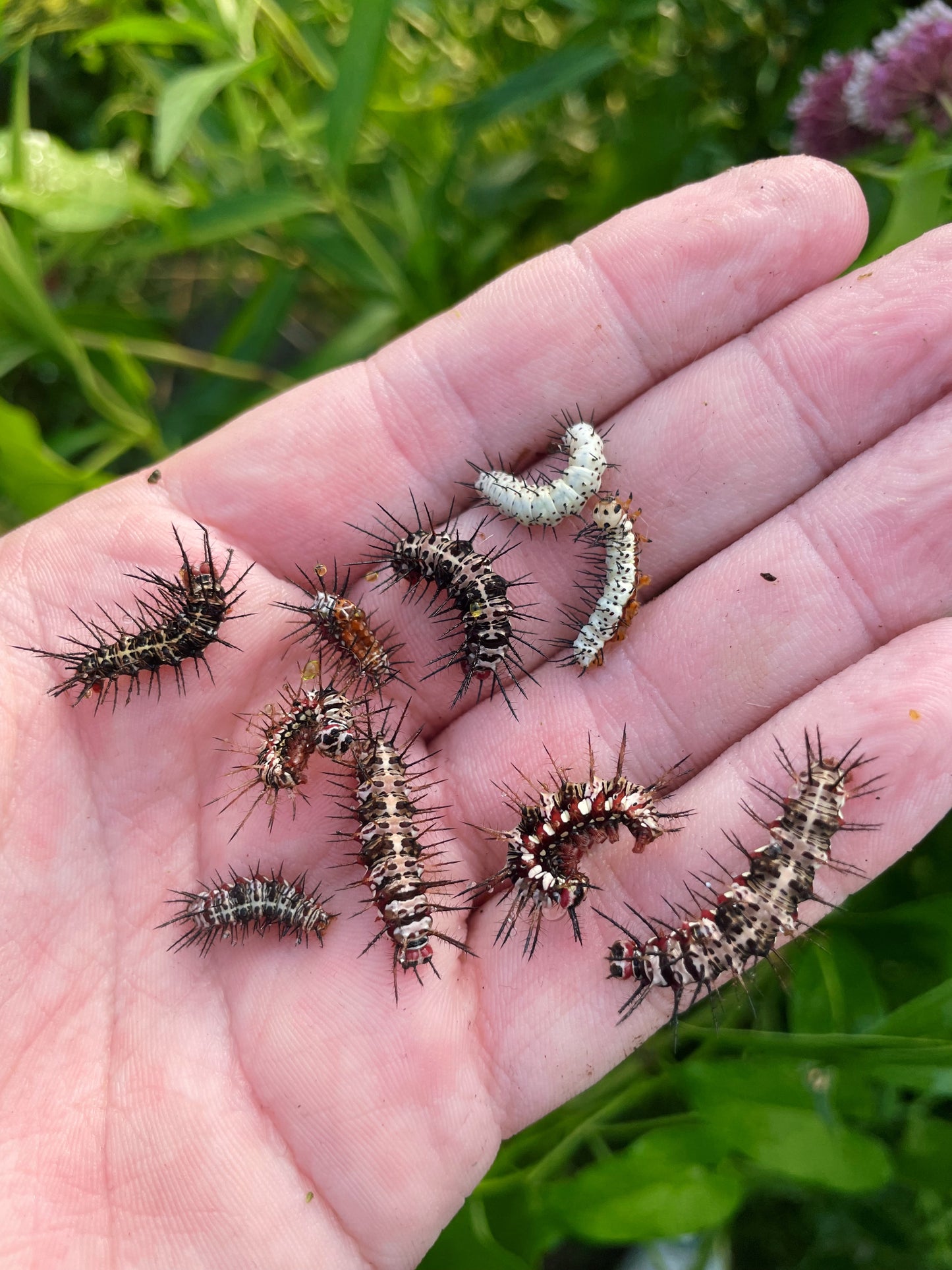 Red Flame Butterfly EGGS/LARVAE (Dryas julia)