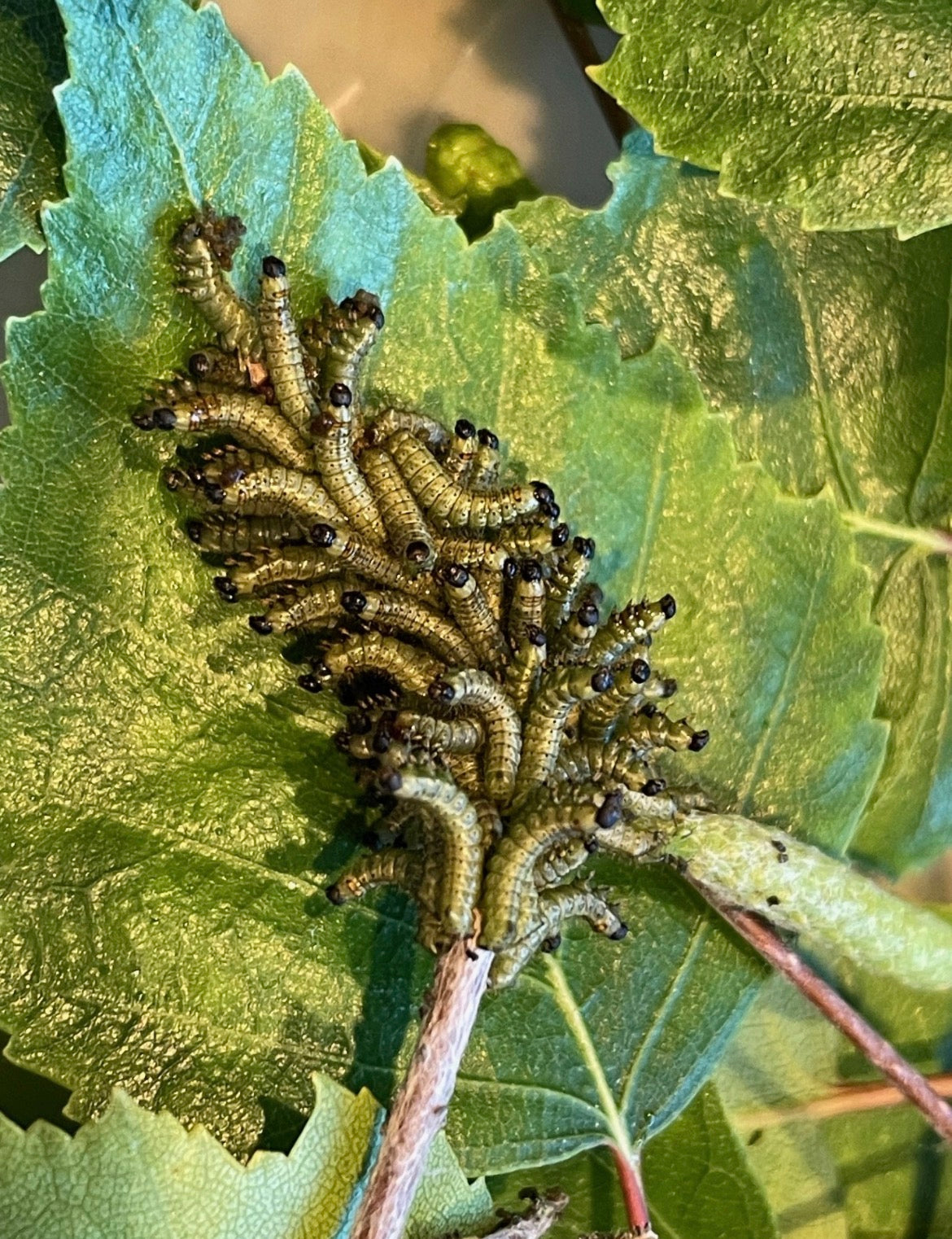 Kentish Glory EGGS (Endromis versicolora)
