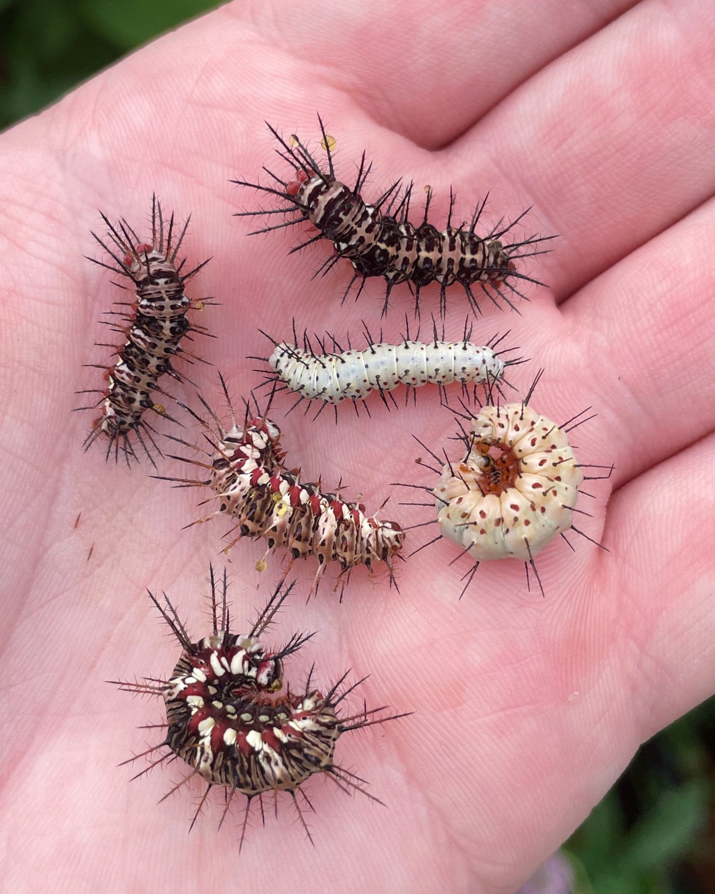 Assorted Longwing EGGS/LARVAE (Heliconiidae)