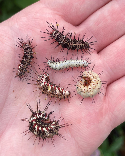 Assorted Longwing CATERPILLARS (Heliconiidae)