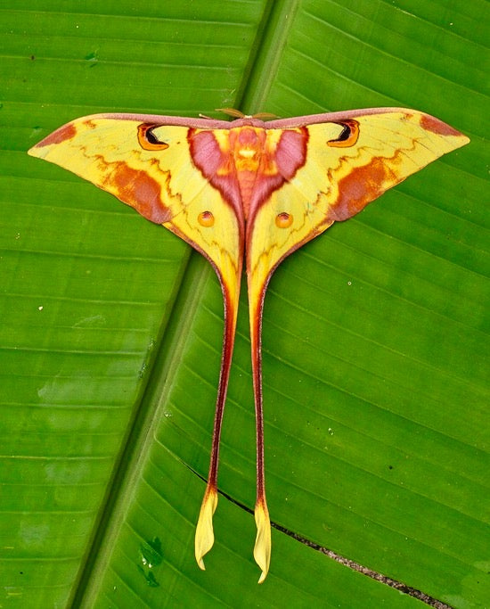 Malaysian Moon Moth EGGS (Actias maenas)