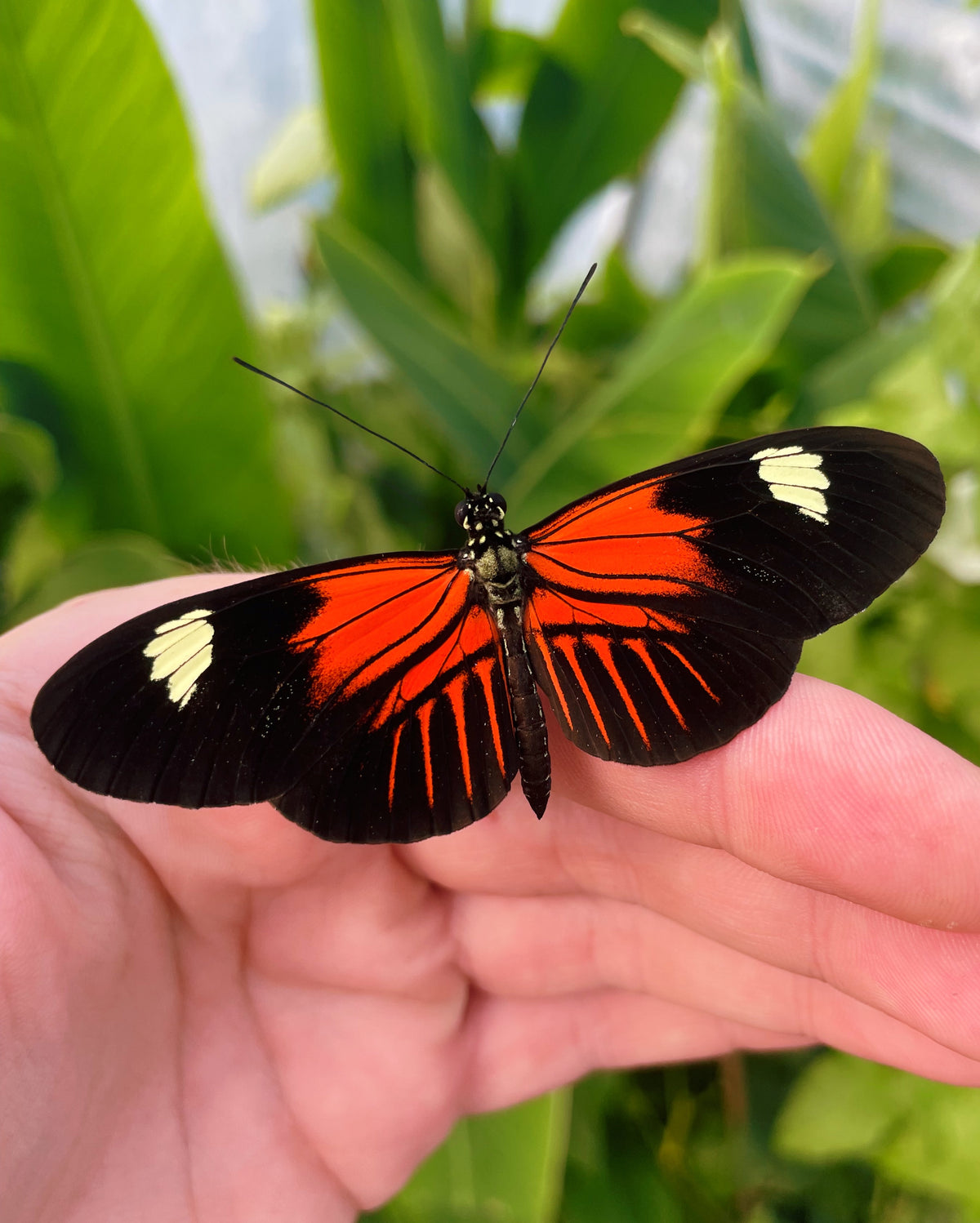 Postman Butterfly PUPAE (Heliconius melpomene)