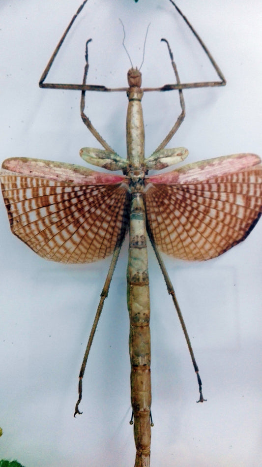 Giant Australian Stick Insect EGGS (Acrophylla wuelfingi)