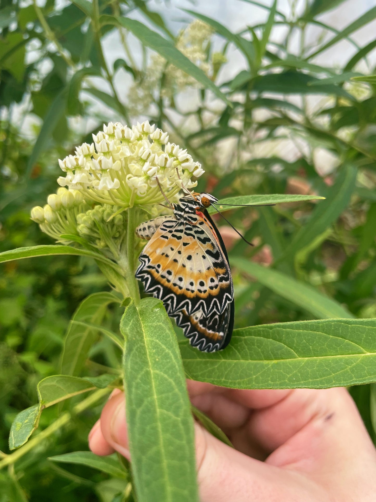 Leopard Lacewing Butterfly (Cethosia cyane) PUPAE