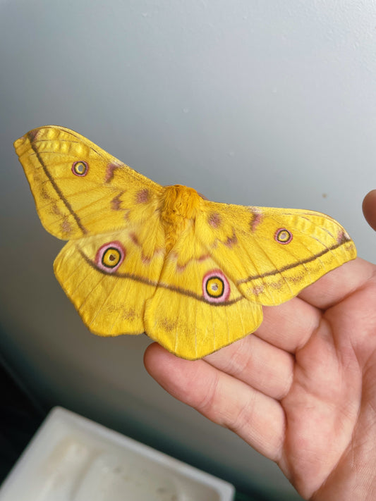 Golden Emperor Moth PUPAE (Nudaurelia dione)