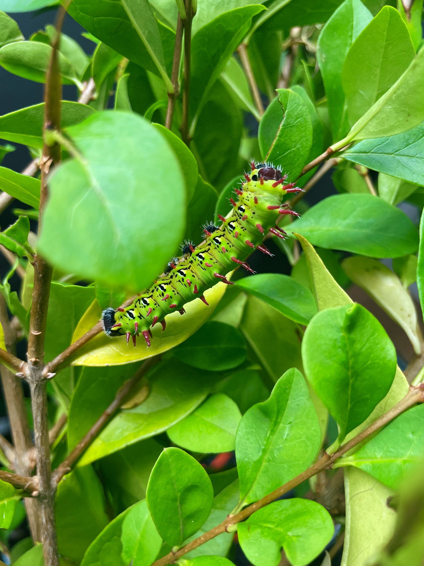 Madagascan Bullseye Moth EGGS (Antherina suraka)