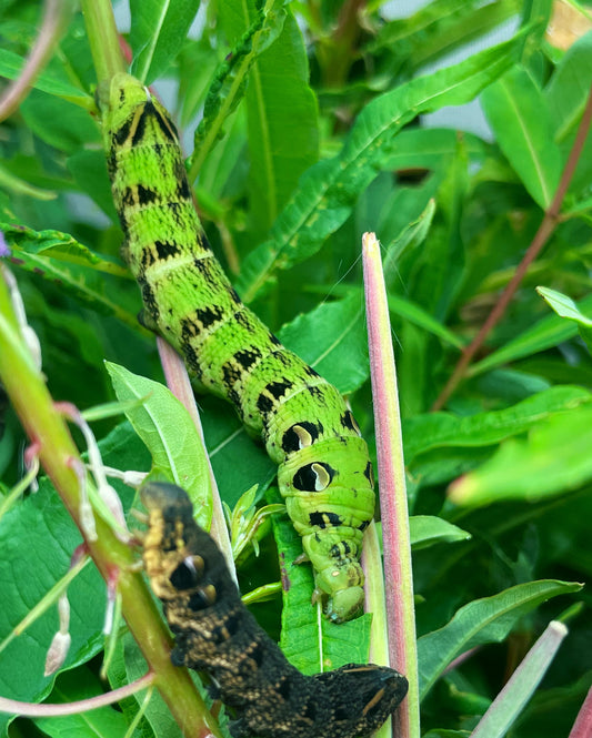 Elephant Hawk-Moth (Deilephila elpenor) EGGS